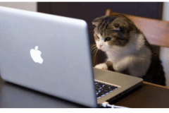 Kitten-on-laptop