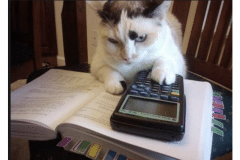 Kitten-with-calculator