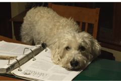 Dog-on-binder