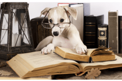 Dog-studying-books
